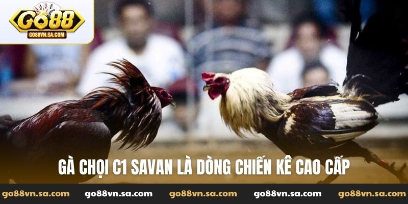 Gà chọi C1 Savan là dòng chiến kê cao cấp